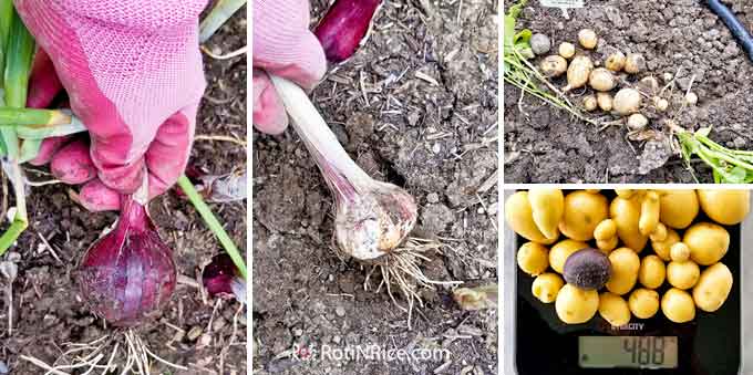 Harvesting red onions, garlic, and baby potatoes