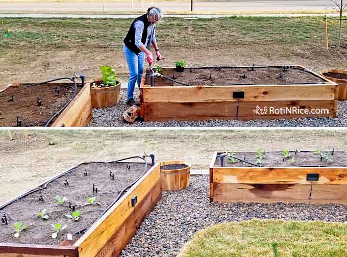 Planting vegetables in the raised-bed vegetable garden
