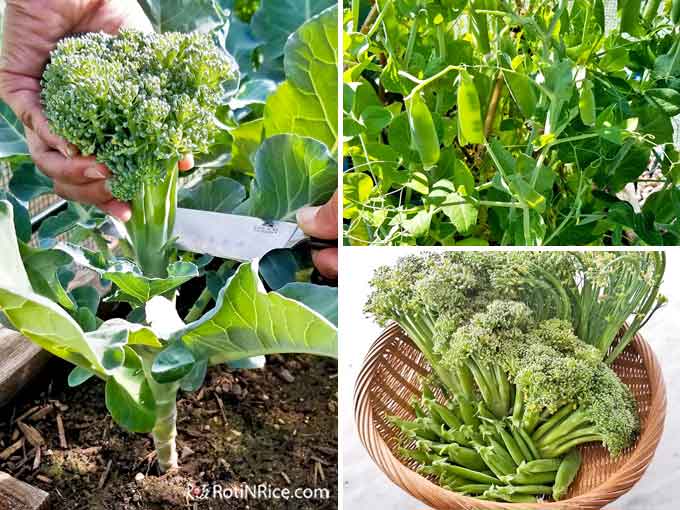 Harvest time for broccoli and sugar snap peas.